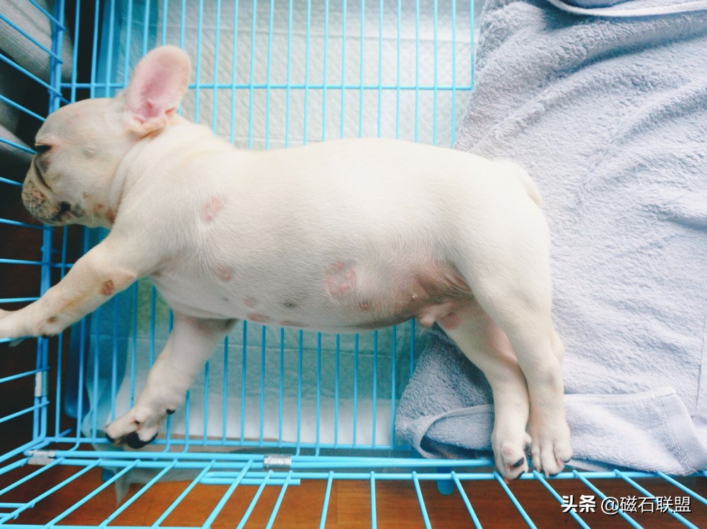 法斗身体臭怎么解决,法斗身上臭烘烘的怎么办