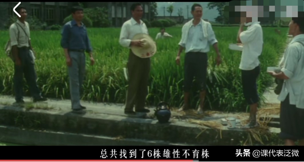 你不知道的袁隆平:浪里白条、预备飞行员、油炸鬼、臭水沟捞宝贝