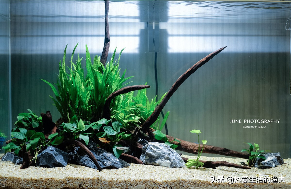 新手鱼缸开缸养水教程图解,鱼缸开缸养水教程底滤