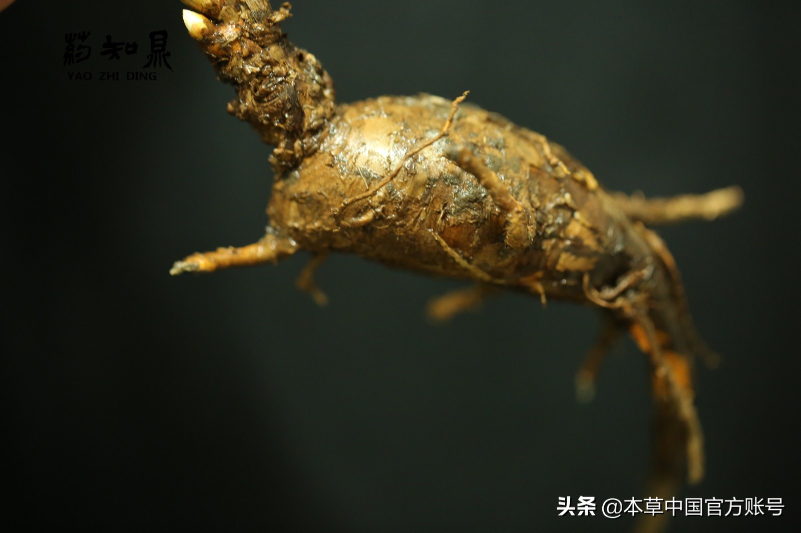 【本草百科·药知鼎——狼毒】花美却是恶毒之药，杀飞鸟走兽