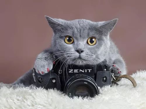 猫咪脱毛季有什么办法防止毛乱飞,家里猫毛满天飞怎么弄