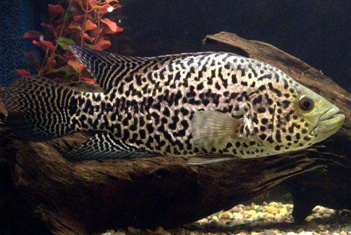 养观赏鱼小知识大全,养观赏鱼知识大全