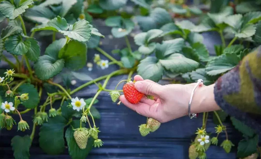春日赏花深圳,深圳春游赏花