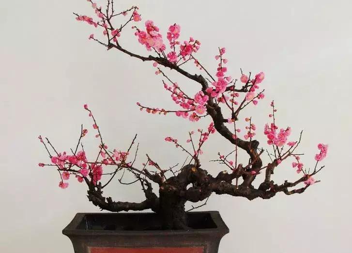 这些梅花真是美不胜收,所有梅花类型