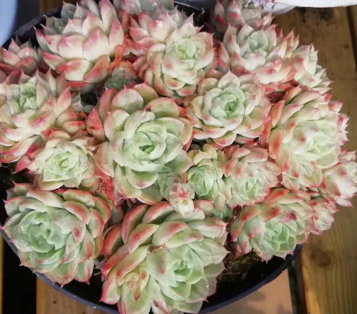 多肉养出状态来有多美?这102种多肉控养上色之后美呆了