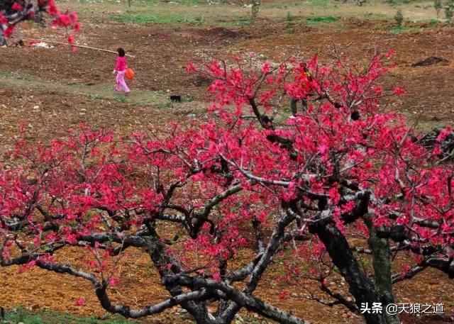 行摄美景东湖樱花园,行摄春天
