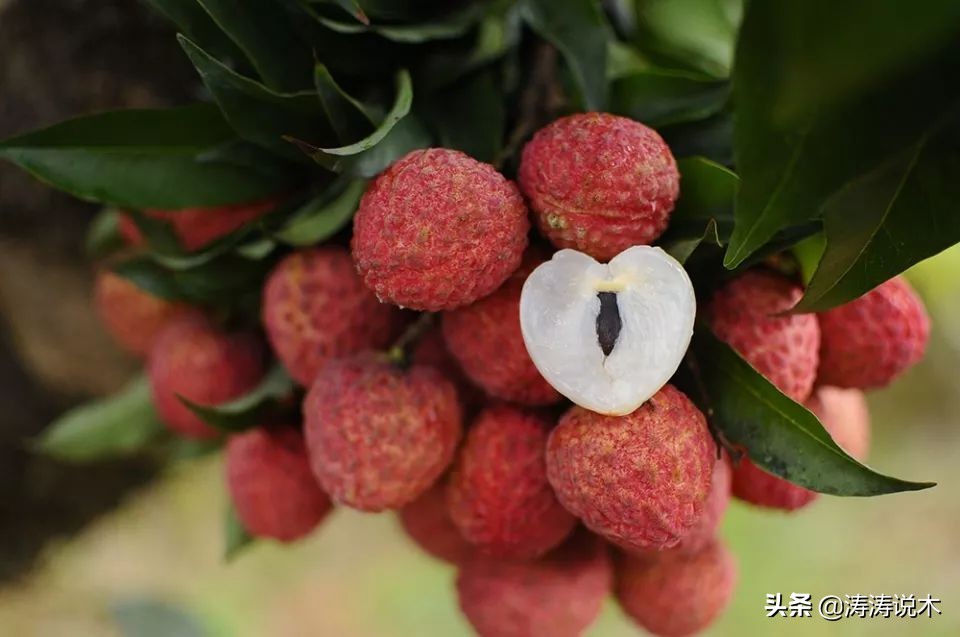 农村常见的木质坚硬的树有哪些,农村常见的一种结黄色果实的树