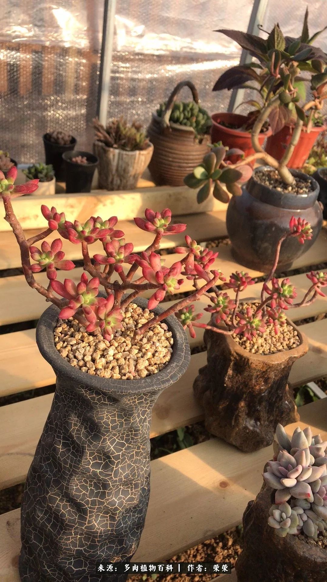 我在包邮区养肉，附多肉越冬度夏养护建议！