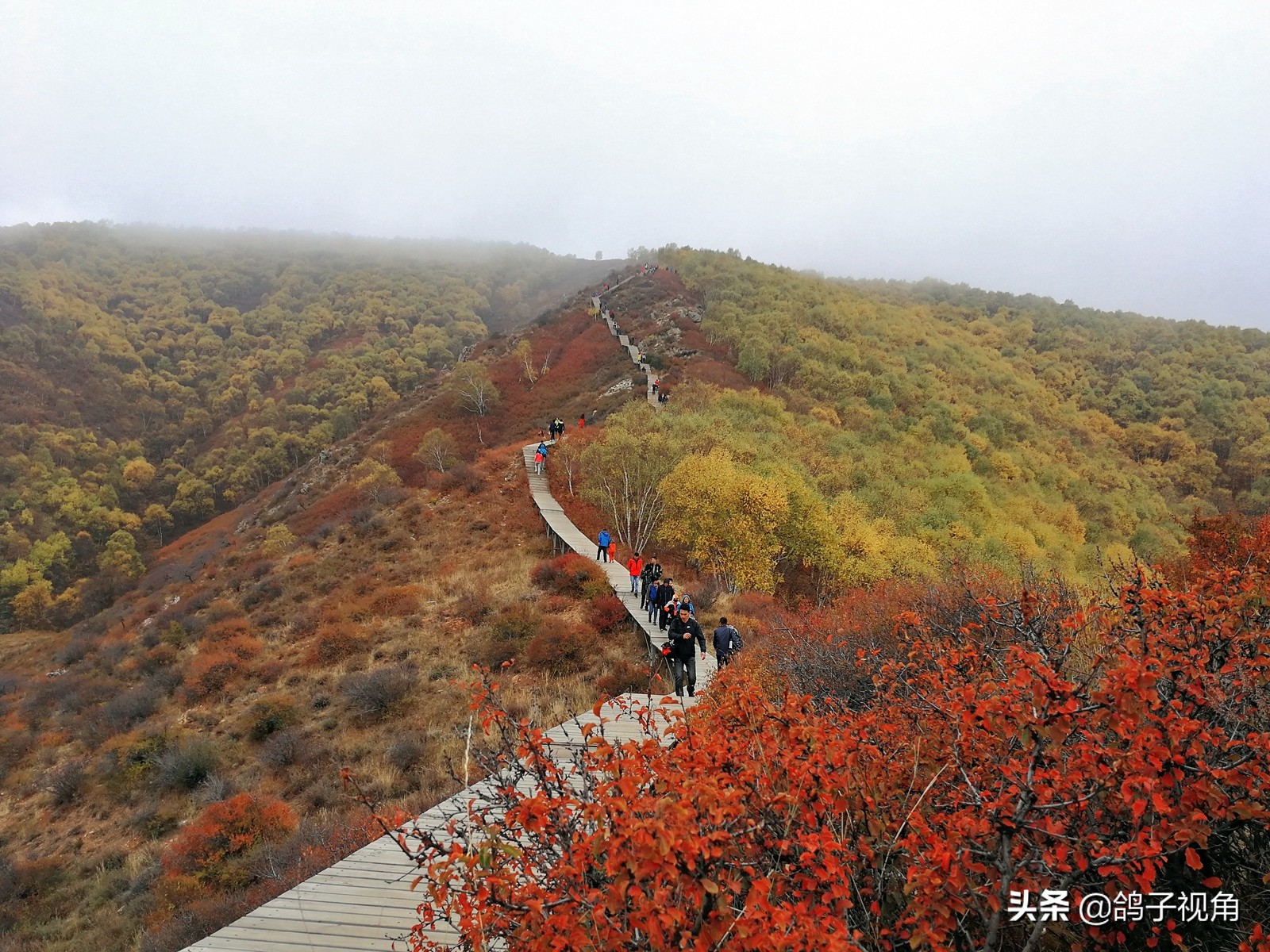 深秋兴安落叶松,深秋落叶的层林尽染美景图片