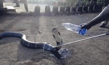 蛇獴都不敢动的眼镜王蛇,蛇獴蜜獾眼镜王蛇