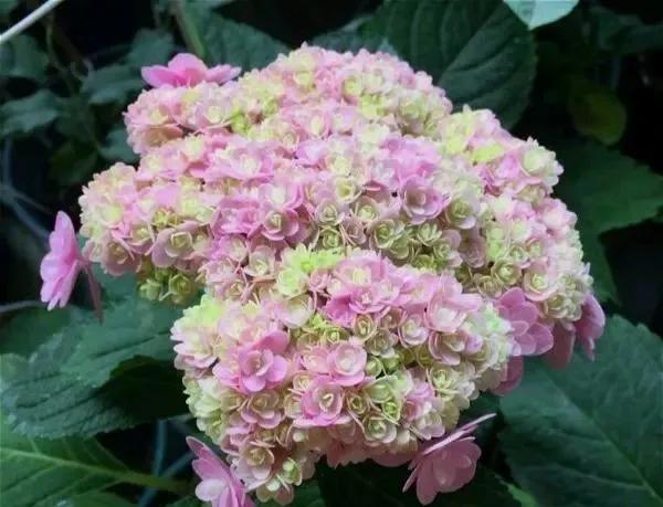 绣球花大苗新品种,春季开花的绣球花品种