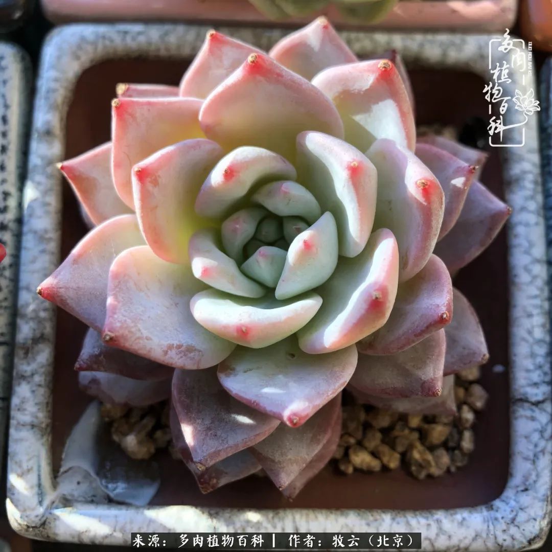 日常生活中常见的多肉植物,多肉植物神奇之处