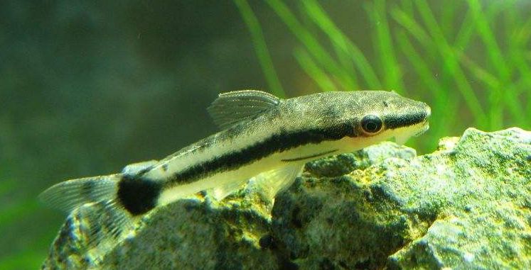 不想清理鱼缸用什么植物,清理鱼缸上的绿藻用什么工具清理