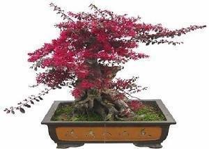 红花檵木适合做什么景观,红花檵木景观树