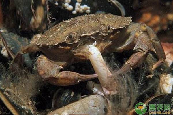 螃蟹吃东西为什么那么慢,螃蟹吃料多到底好不好