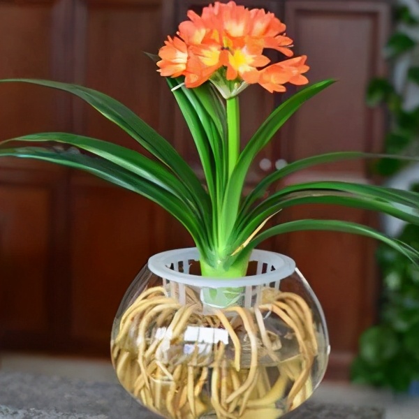 南美室内水培观赏绿植,水培绿植与土培绿植的区别