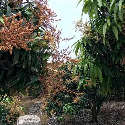 鑺掓灉娌欏啺澶忓ぉ娓呭噳,澶忔棩鑺掓灉娌欏啺