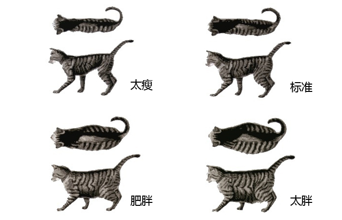 猫粮的秘密什么猫粮好而不贵,到底该怎么选择猫粮