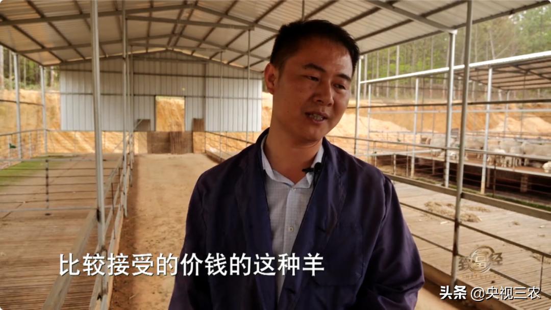 80后小伙返乡创业带着乡亲发羊财,95后小伙半年存款27万