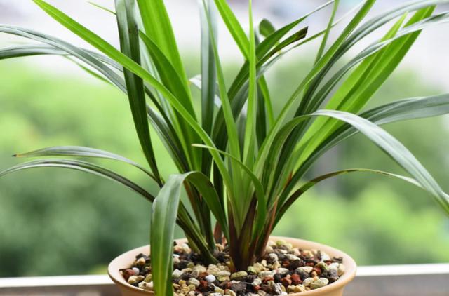 养兰花的植料树皮如何处理,养兰花浇点柳枝水