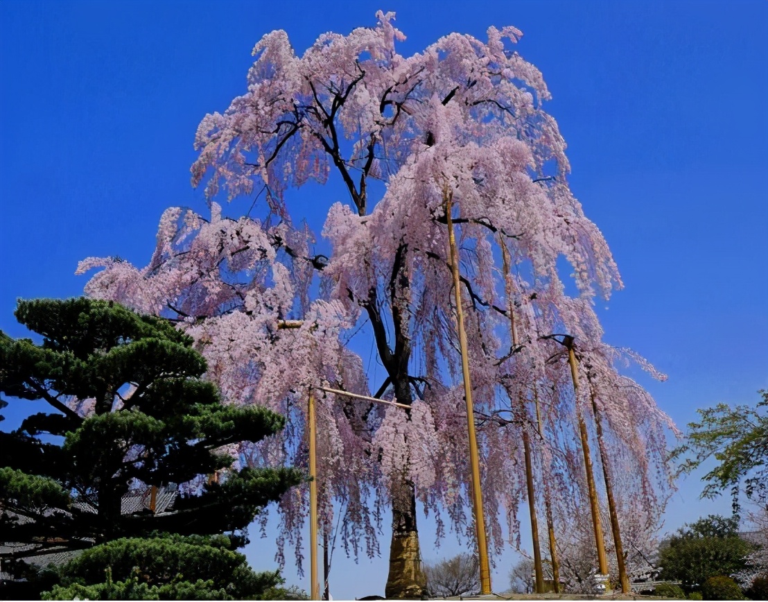 还记得13年前的樱花吗,以前的樱花对比现在的樱花