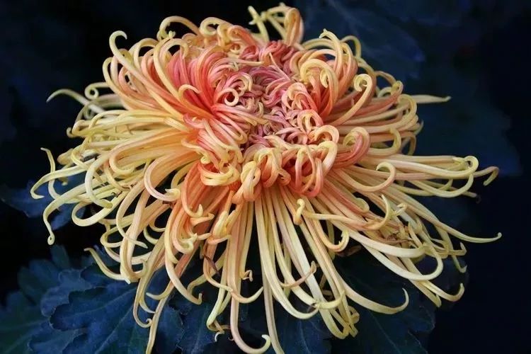 花中四君子菊花国画用笔,花中四君子菊花高清图片