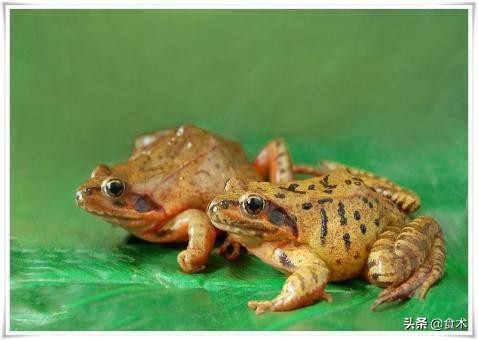 滋补养颜美容珍品雪蛤,雪蛤是名贵的滋补佳品