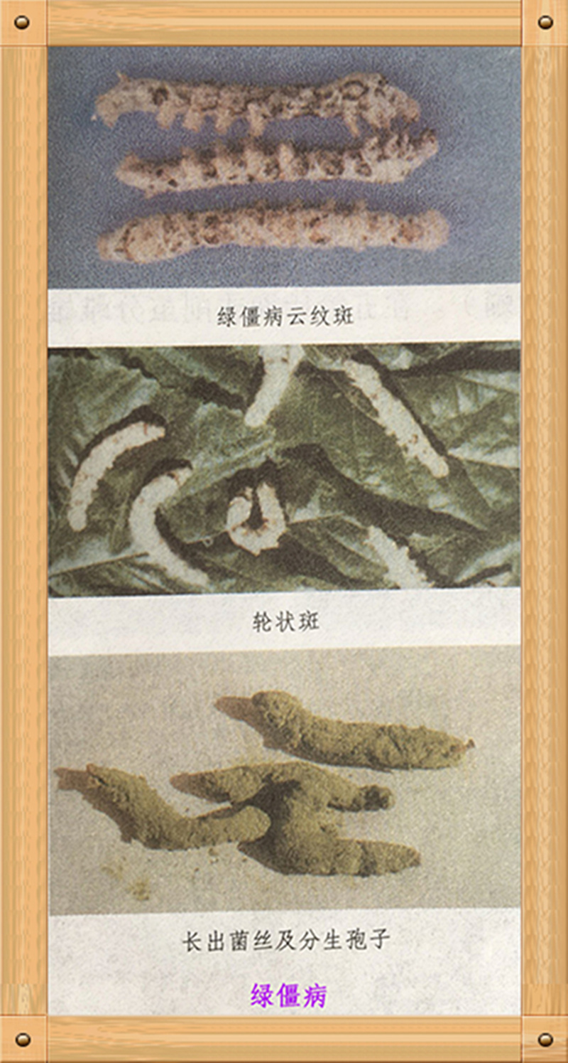 养蚕蚕虫病怎么治,养蚕病害