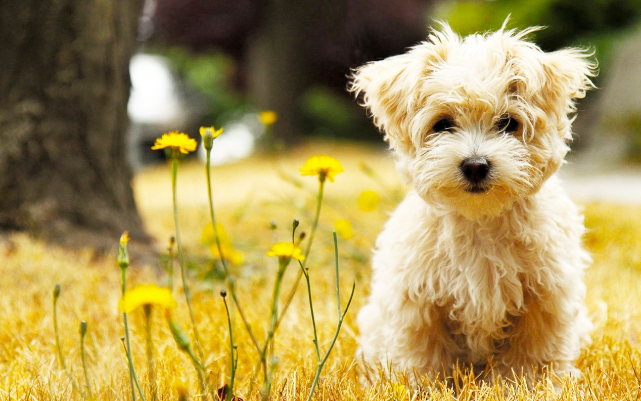 狗狗补钙过量的表现有哪些症状,怎么判断狗狗缺钙的5大现象