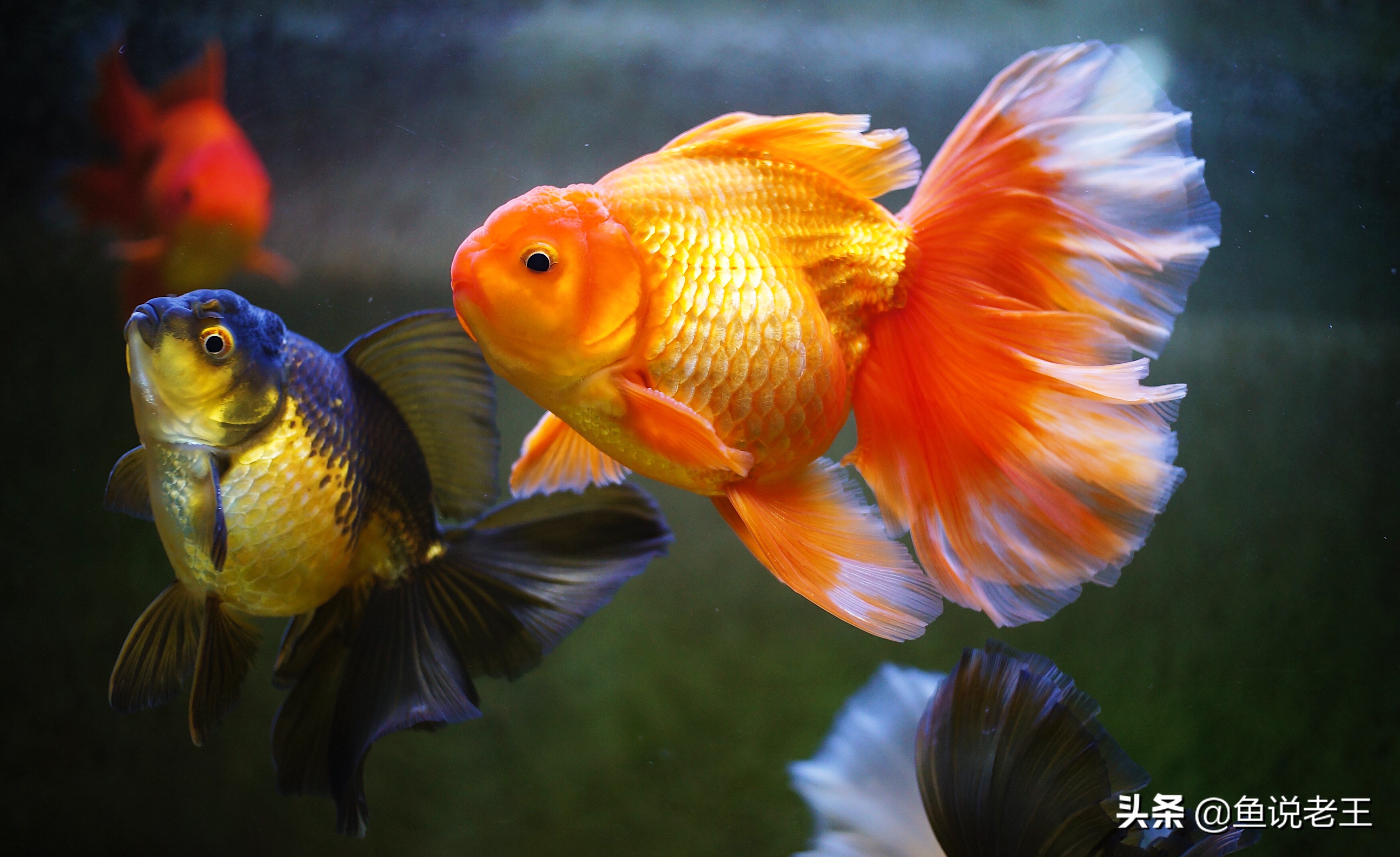 金鱼折尾怎么处理,为什么金鱼会翻肚子