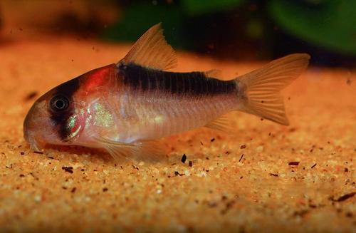 鼠鱼挑选,小缸里的鼠鱼怎么选