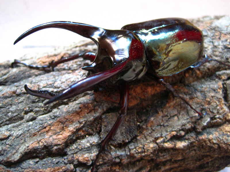 黄金鬼锹甲有多可怕,黄金鬼锹形虫危害