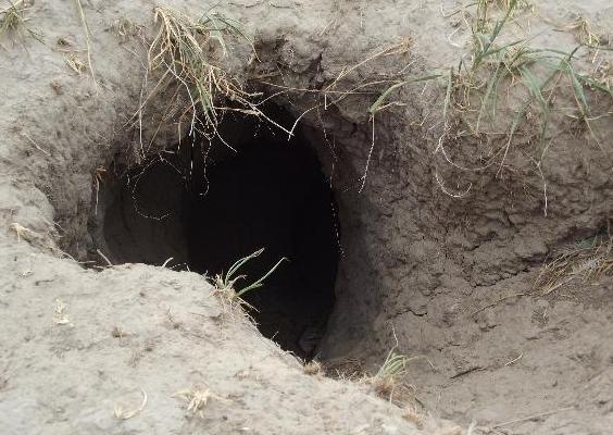 为什么狐狸喜欢住在人类的坟墓里,狐狸为什么要喜欢把坟墓当成洞穴