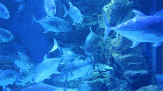 广东桔钓沙风景,深圳市桔钓沙旅游景点