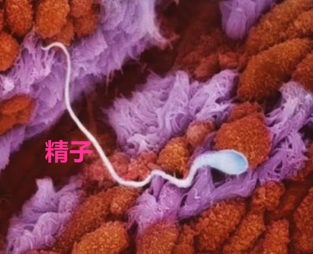 摄影师记录妻子怀孕纪录片,胎儿高清摄影