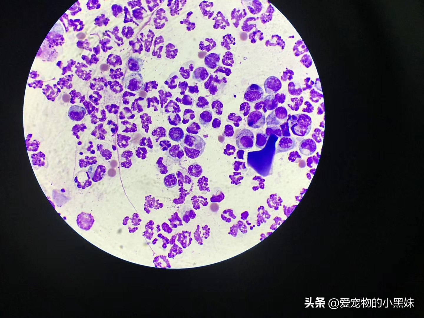 什么是无菌性脂膜炎，如何治疗犬无菌性脂膜炎，一篇文章告诉你