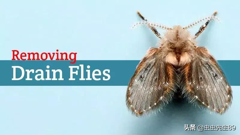 蹲便厕所小飞虫如何彻底消除,怎样消除厕所里的飞虫