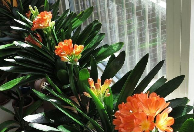 君子兰母子分离8盆,君子兰爆崽要分盆吗