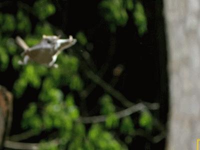 老婆饼没有老婆,普通田鼠也不普通