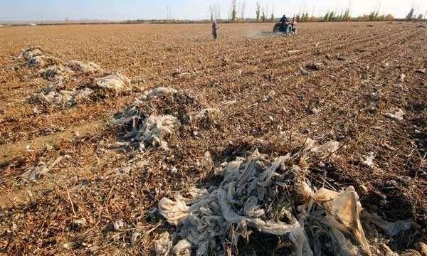 错季蔬菜助农增收方法,误施除草剂有什么补救方法