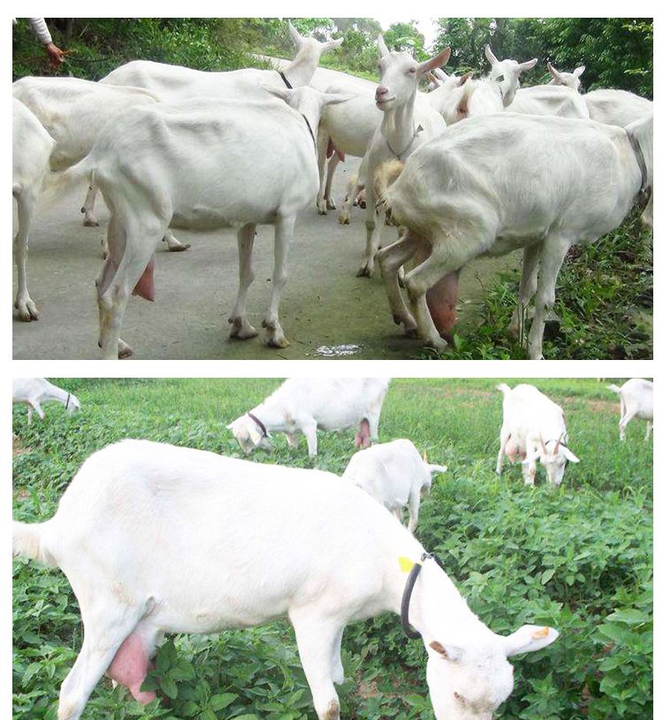 「答疑解惑」原创|羊的隐形乳房炎,怎么治?(建议收藏~)