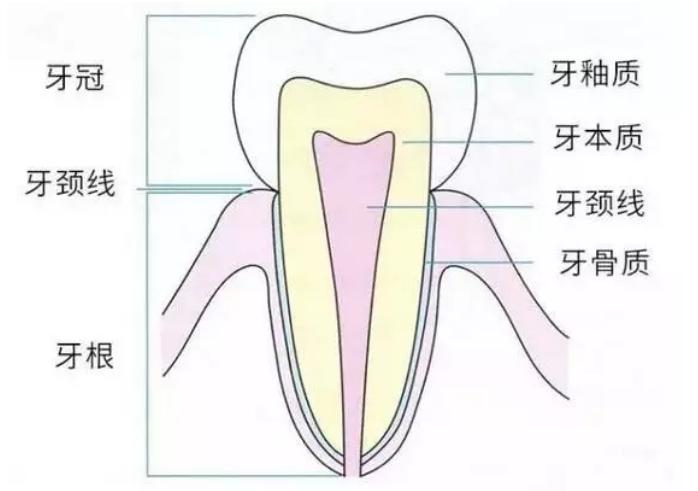 28颗牙齿的构造图,反刍动物牙齿构造