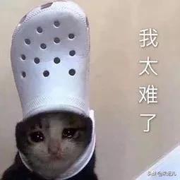 2019十大流行语公布哪个你最常用,盘点2019网络十大流行梗爆笑神曲