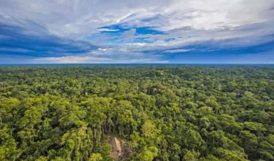亚马逊丛林有什么危险的东西,亚马逊丛林究竟多可怕