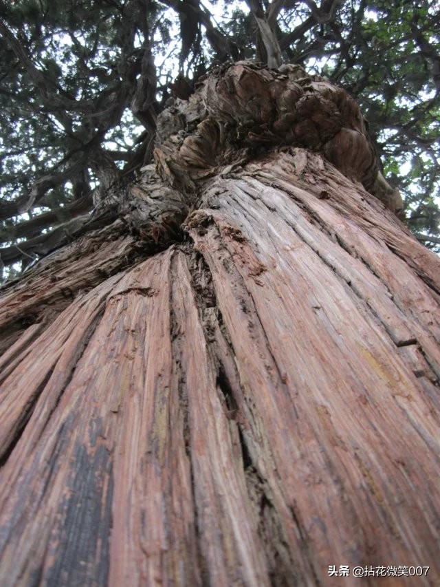 三孔孔府孔庙孔林一日游,孔府与孔庙孔林并称三孔