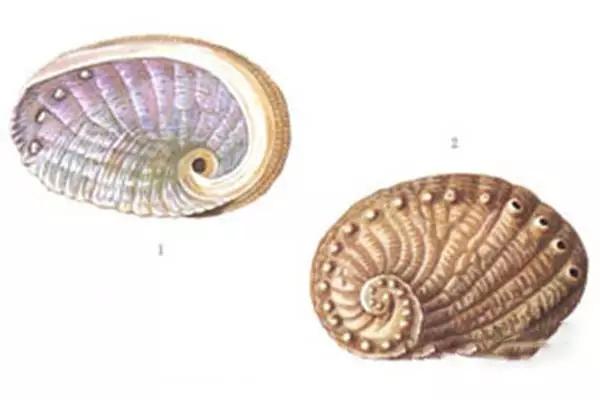 世界顶级鲍鱼菜图片,世界鲍鱼体型十大排行榜