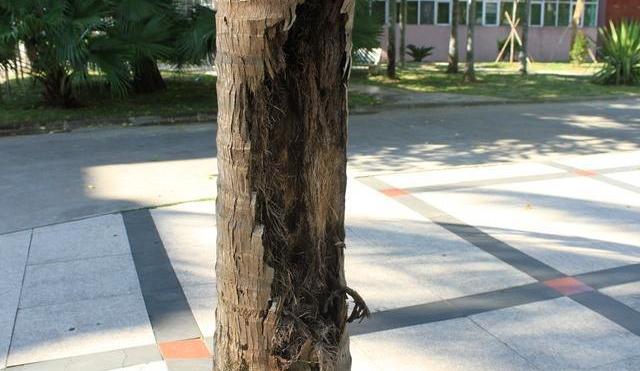 养兰花最后用什么植料,兰花根系最好养的方法