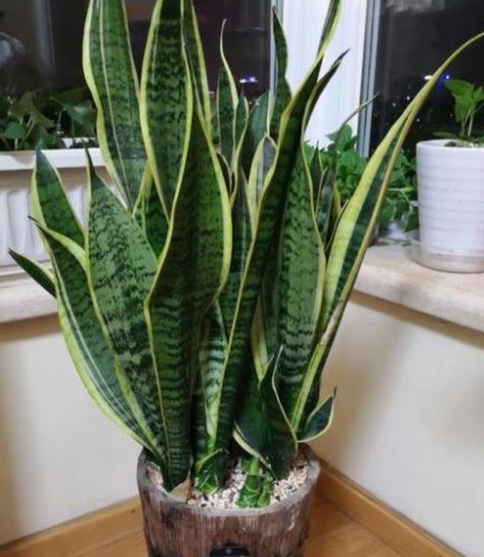 什么花除甲醛和异味,什么花可以净化空气吸收甲醛