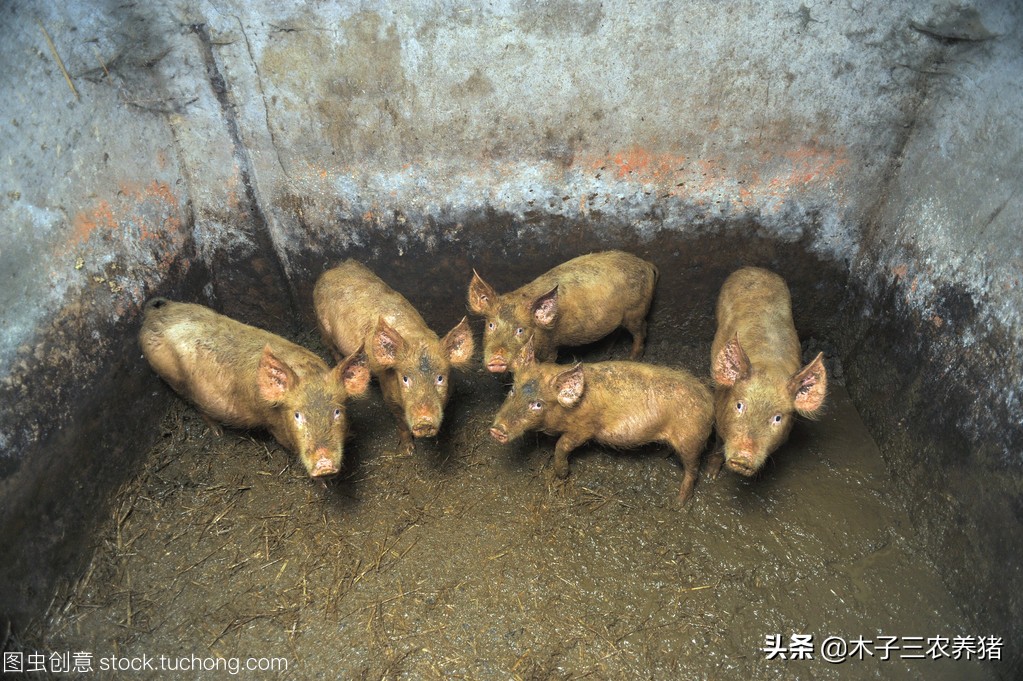 母猪子宫炎屡配不孕怎么治,母猪屡配不孕的原因