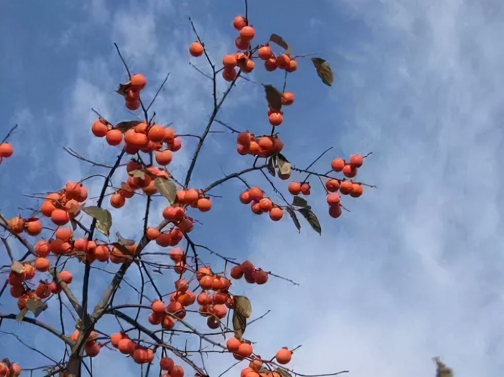 郑启五茶话：永定的柿子红了